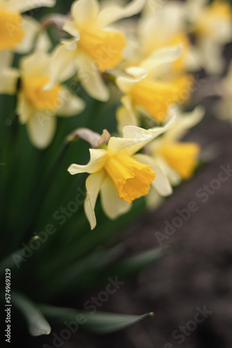 Blooming flowerbed of yellows narcissus on a blurred background. Flowers daffodils (Narcissus) yellow and white. Spring flowering bulb plants in the flowerbed. Selective focus.