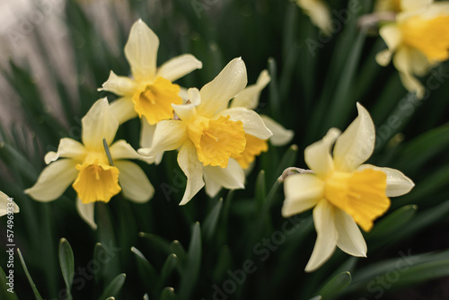 Blooming flowerbed of yellows narcissus on a blurred background. Flowers daffodils (Narcissus) yellow and white. Spring flowering bulb plants in the flowerbed. Selective focus.