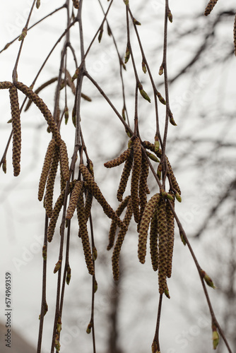 Close-up of birch chains.
Birch buds in spring, on a branch, natural background. Earrings with yellow birch buds on the background of the sunset.