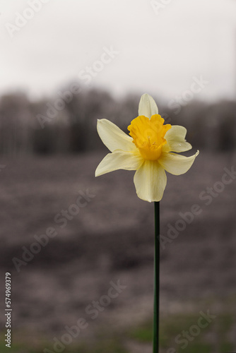 Beautiful yellow daffodil. Yellow narcissus - narcissus on the background of empty land. Spring flower narcissus, close-up. 