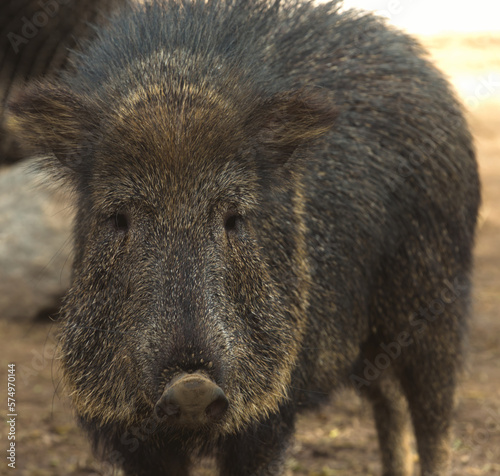 Quadro su tela Chacoan Peccary, dry Chaco, South America