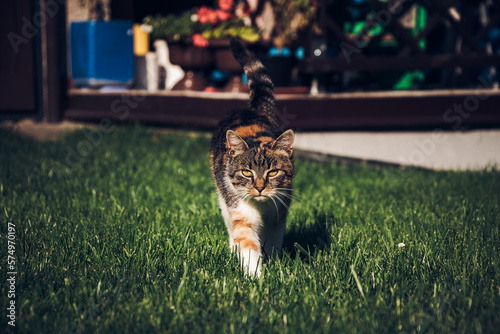 Bilde på lerret Uncompromising and fierce expression of a four-legged pet that goes hard after its target and protects its territory with its massive paws