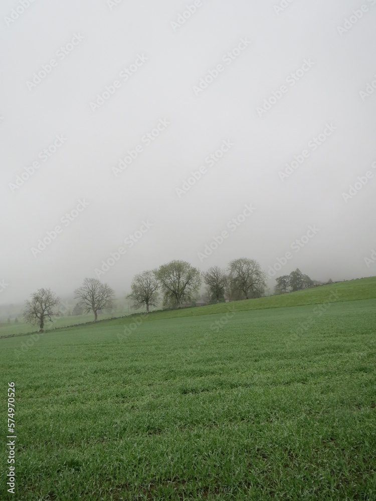 misty morning in the field, trees, portrait
