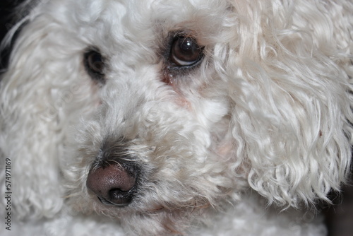 Close up portrait of a white cockapoo dog shyly looking away from the camera. Demur, cute, adorable, small white dog portrait