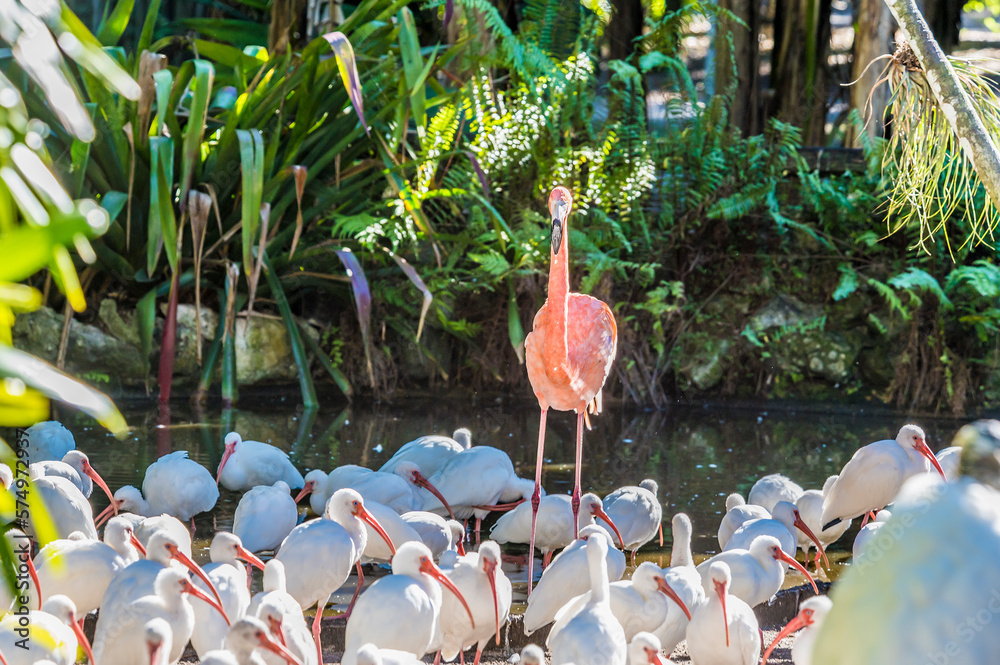 A view of a flamingo amongst a flock of American White Ibis in a garden near Fort Lauderdale, Florida on bright sunny day