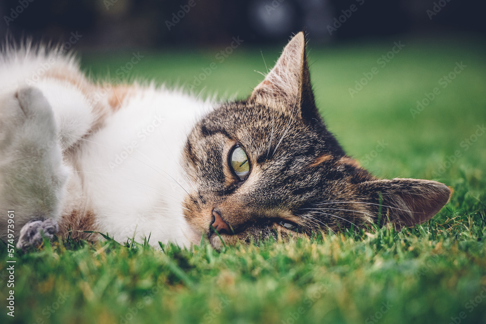 Feline princess relaxes in the grass and enjoys a relaxing lunch and warming sun. A domestic color cat with piercing green eyes squints into the camera and enjoys her rest on her back Feline princess relaxes in the grass and enjoys a relaxing lunch and warming sun. A domestic color cat with piercing green eyes squints into the camera and enjoys her rest on her back