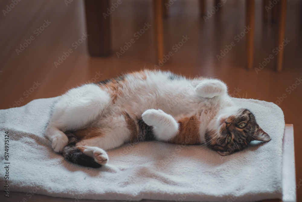 Feline princess relaxes on a white blanket and enjoys a relaxing lunch. A domestic colour cat with piercing green eyes squints into the camera and enjoys her rest on her back. From a life of lounging Feline princess relaxes on a white blanket and enjoys a relaxing lunch. A domestic colour cat with piercing green eyes squints into the camera and enjoys her rest on her back. From a life of lounging