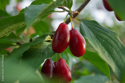 Cornus fruit, Branch of Cornus mas with leaves (cornel, Cornelian cherry),  ripe dogwood berries are hanging on a branch of fruit tree on a blurred background of greenery. Close up