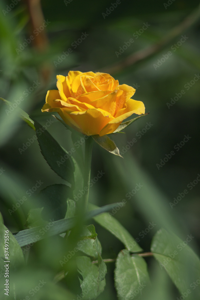  Yellow rose flower. Blossom rose in the garden on a blurred background. Soft selective focus. Artistic photo of flowers. Close up macro