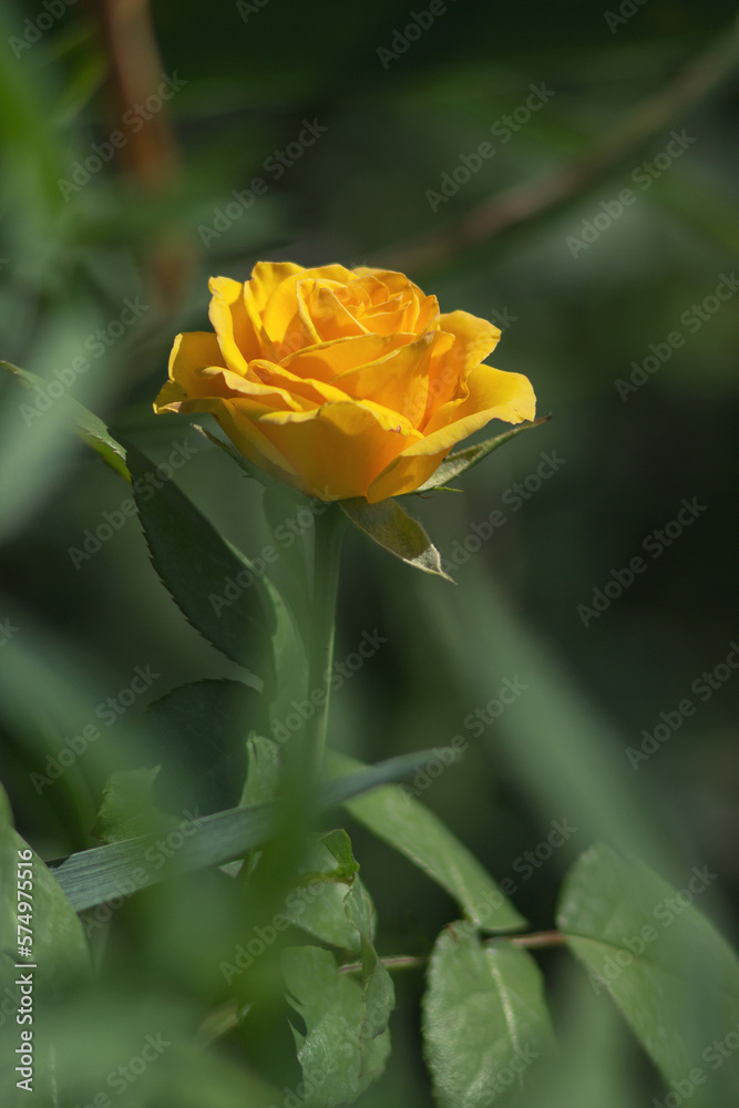 Yellow rose flower. Blossom rose in the garden on a blurred background. Soft selective focus. Artistic photo of flowers. Close up macro Yellow rose flower. Blossom rose in the garden on a blurred background. Soft selective focus. Artistic photo of flowers. Close up macro