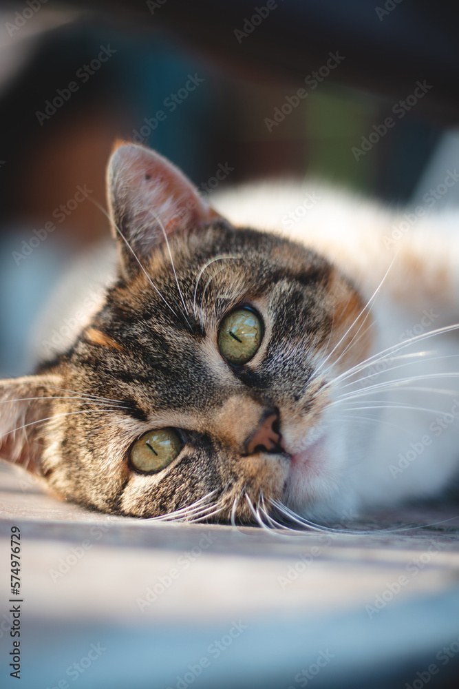 Close-up of the glowing green eyes of a colorful house cat lying in the sunlight, resting on the tiles, looking intently into the camera. The life of a wild pet