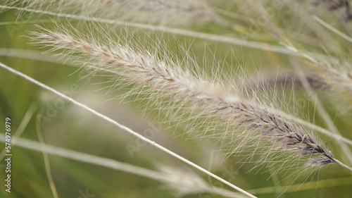 natureza planta folha