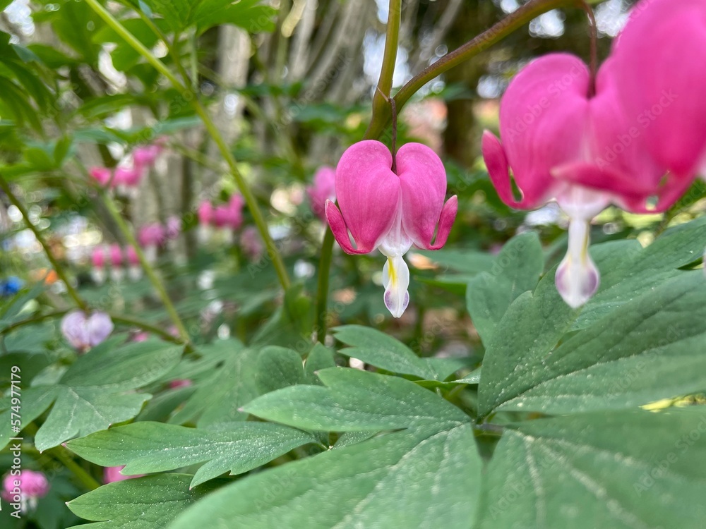 Beautiful Bleeding Heart - Dicentra spectabilis - perennial flower, with pink blossoms and green leaves. High quality photo