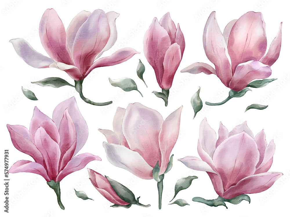 Fototapeta premium Magnolia flowers with leaves in watercolor style isolated on white background. Hand-drawn watercolor floral illustration on transparent background be used on a variety of surfaces, wallpaper, textiles