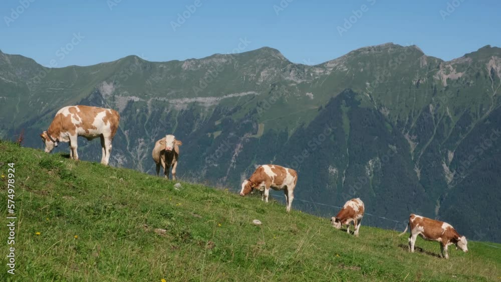Cows grazing on alpine meadows at Axalp, Berner Oberland, Switzerland Cows grazing on alpine meadows at Axalp, Berner Oberland, Switzerland