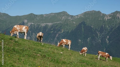 Cows grazing on alpine meadows at Axalp, Berner Oberland, Switzerland