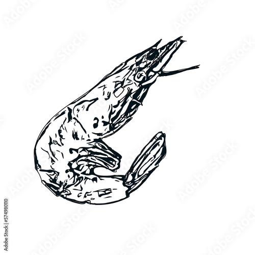 Shrimp black and white sketch with transparent background