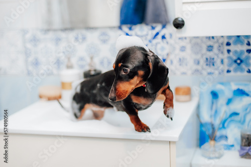 Dachshund dog sits in a washbasin. dog in the bathroom. dog in foam. the dog bathes © Виктория