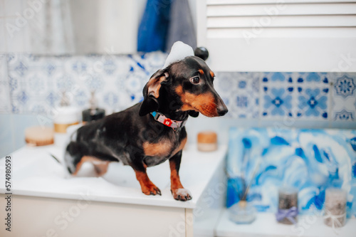 jack russell terrier sitting in a glass