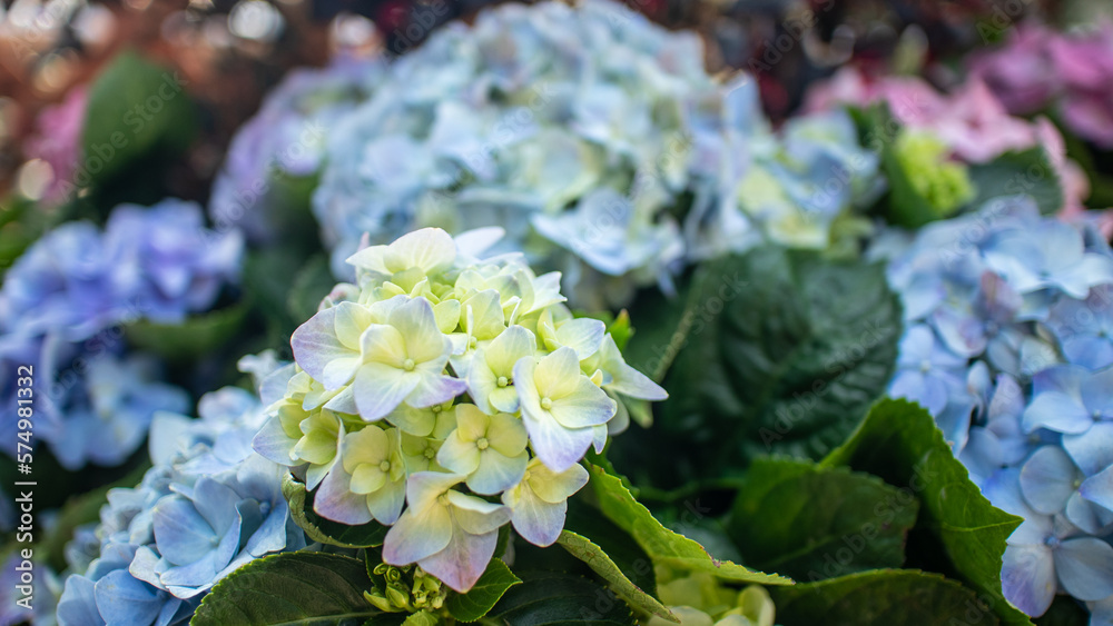 Blooming flowers shine with the colors of life under the sunlight