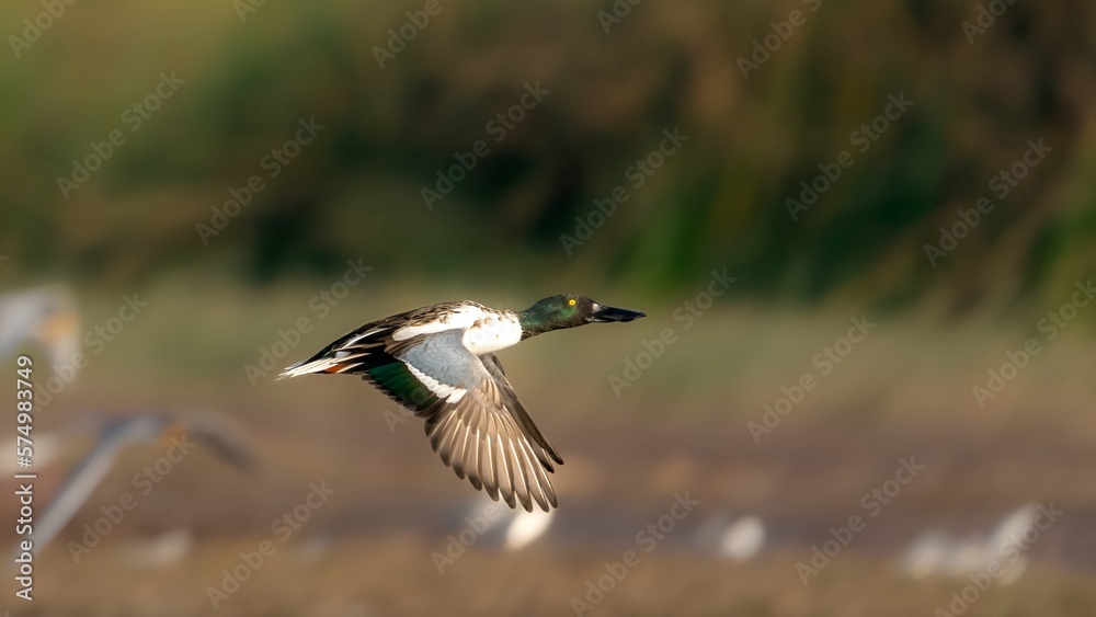 The northern shoveler (Spatula clypeata) male The northern shoveler (Spatula clypeata) male