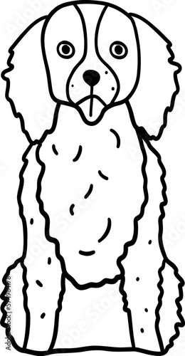 Doodle English Springer Spaniel Dog