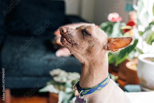 Принти на полотні Viringo peruvian hairless dog, sitting with eyes closed