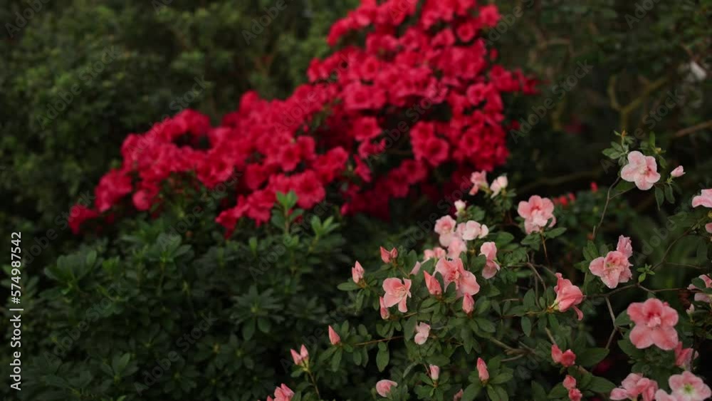 red flowers grow in the botanical garden red flowers grow in the botanical garden