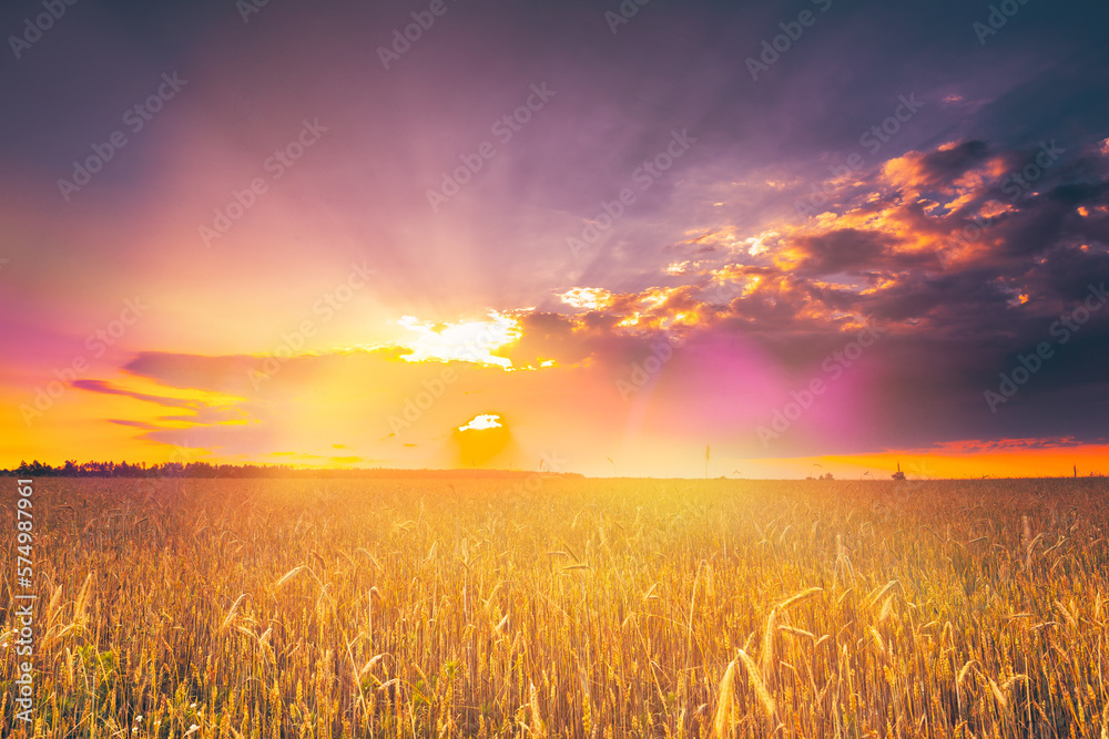 Dramatic Sky Before Rain Above Wheat Field. Yellow Barley Field In Summer Rural Agricultural Landscape. Sun Shining Through Clouds In Sunset Sunrise. Scenic View Bright Sunbeams.