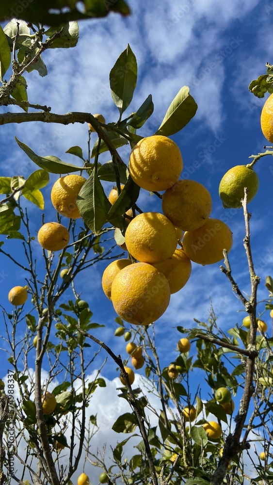lemons on tree lemons on tree