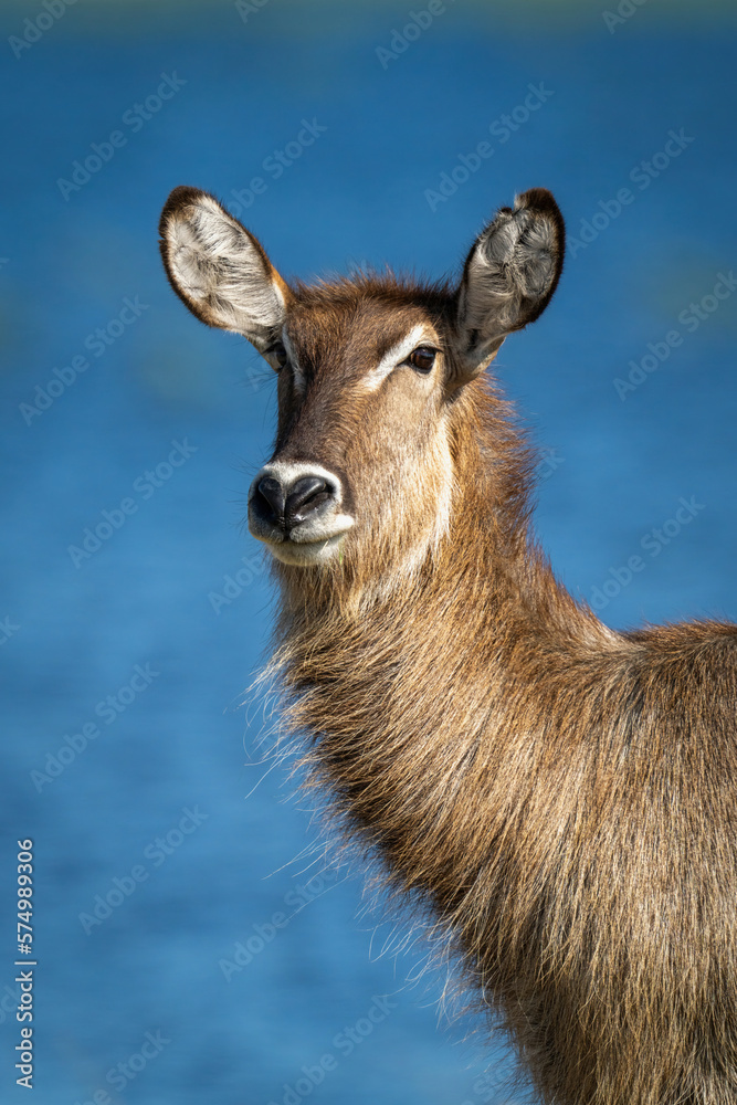 Close-up of female common waterbuck beside water Close-up of female common waterbuck beside water