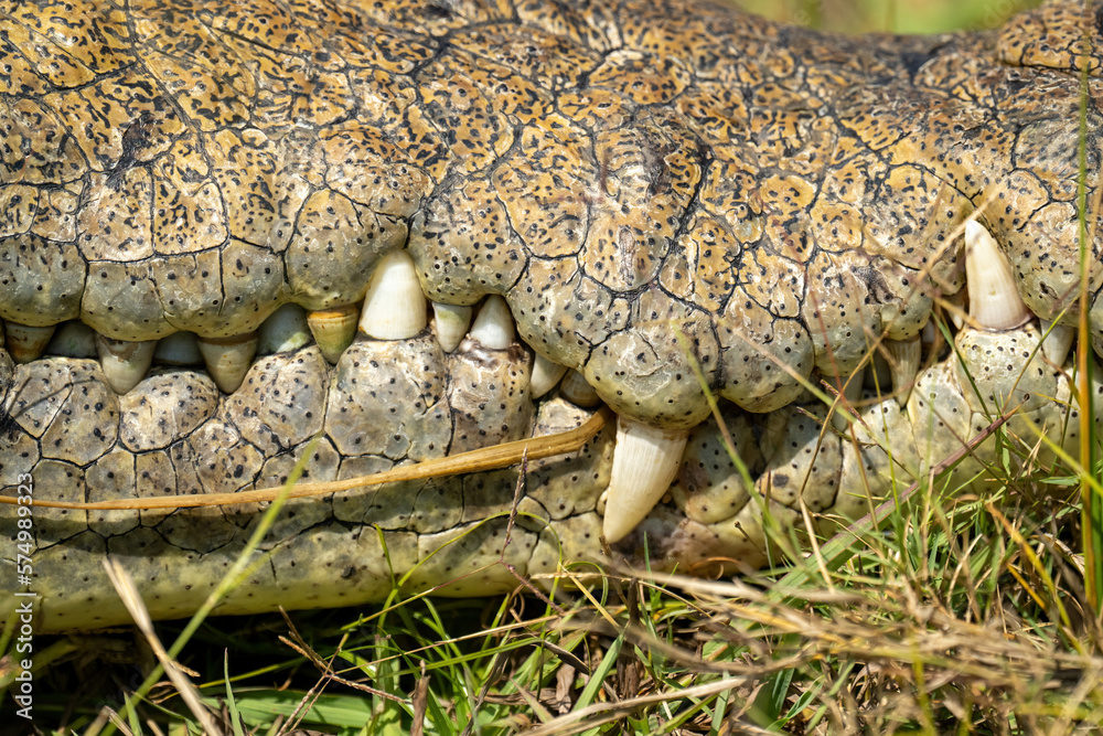 Close-up of Nile crocodile teeth in sunshine Close-up of Nile crocodile teeth in sunshine