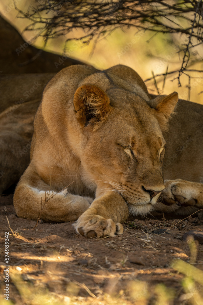 Fototapeta premium Close-up of lioness lying sleeping under bush
