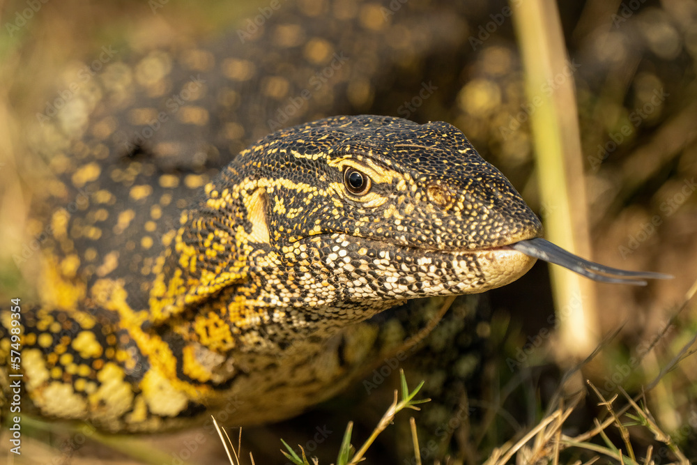 Naklejka premium Close-up of Nile monitor flicking out tongue