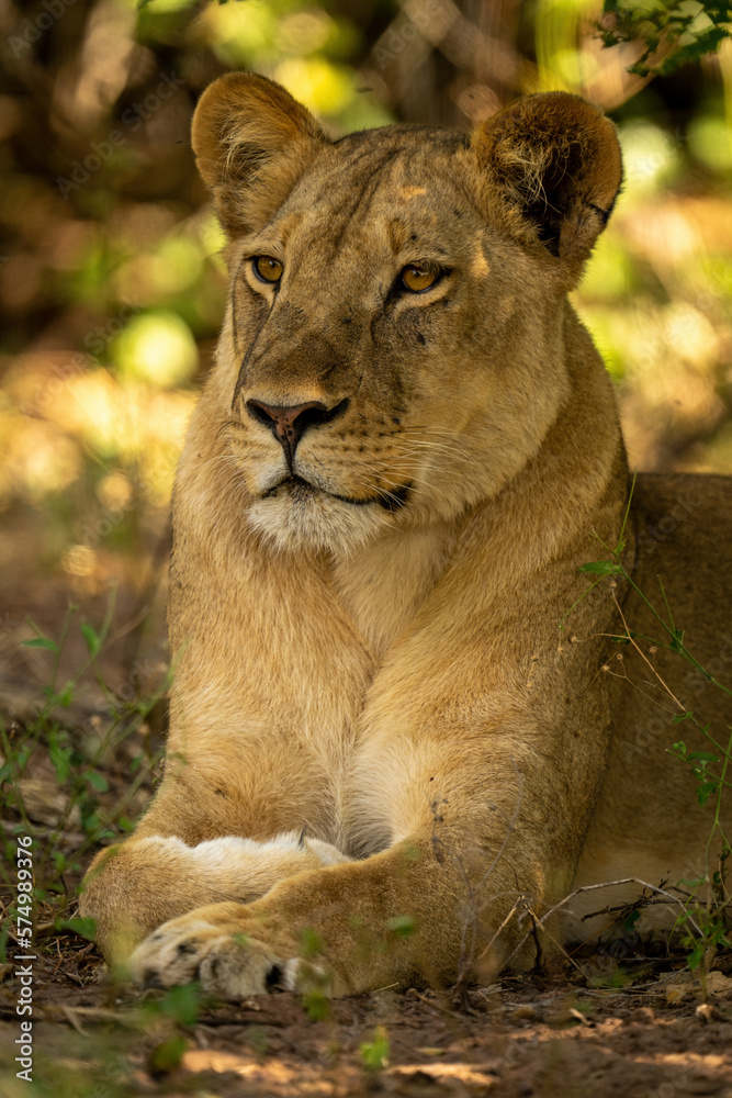 Close-up of lioness in shade scanning horizon Close-up of lioness in shade scanning horizon