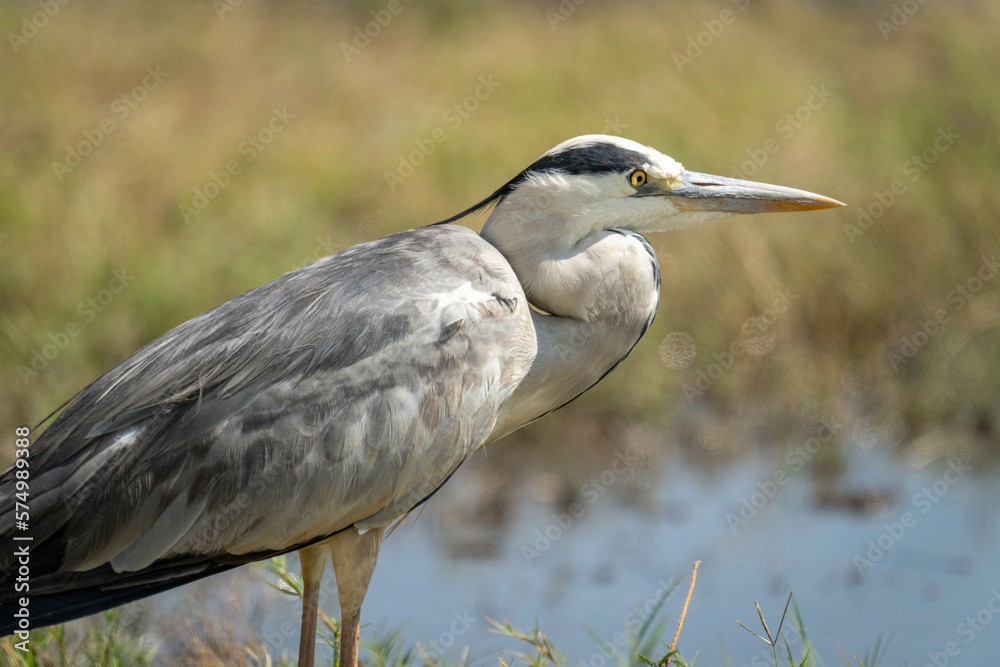 Fototapeta premium Close-up of grey heron standing on riverbank