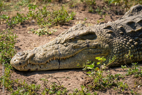 Close-up of Nile crocodile lying watching camera