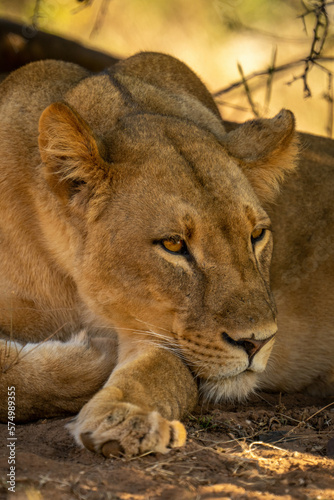 Close-up of lioness lying staring with catchlight