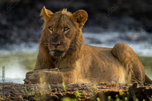 Photography Close-up of lion lying with muddy face