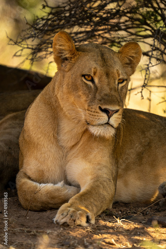 Close-up of lioness folding paw under bush