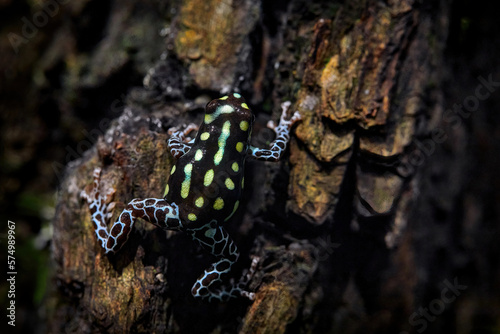 Dendrobates danger frog from central Peru and Brazil. Beautiful blue and yellow amphibian green vegetation, tropic. Ranitomeya vanzolinii Brazilian poison dart frog in the nature forest habitat.