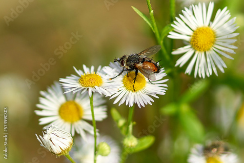 Beautiful fly on a chamomile in a field close-up.