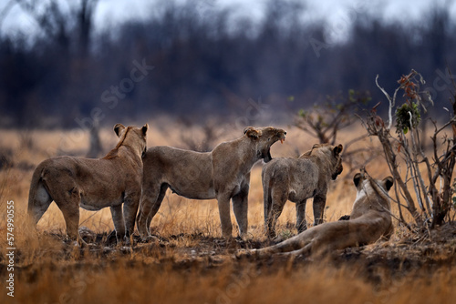 Lion family in nature, females in Savuti, Chobe NP in Botswana. Africa.