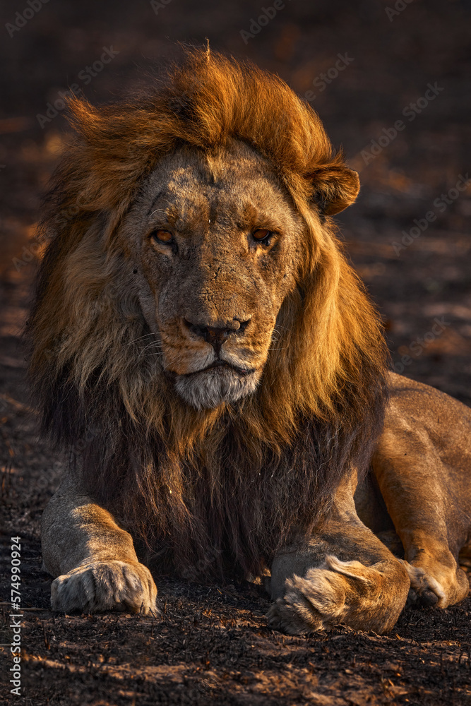 Africa lion, male. Botswana wildlife. Lion, fire burned destroyed savannah. Animal in fire burnt place, lion lying in the black ash and cinders, Savuti, Chobe NP in Botswana. Hot season in Africa.