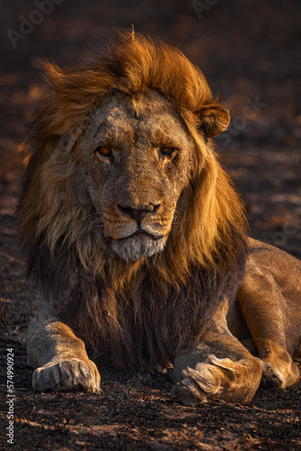 Africa lion  male. Botswana wildlife. Lion  fire burned destroyed savannah. Animal in fire burnt place  lion lying in the black ash and cinders  Savuti  Chobe NP in Botswana. Hot season in Africa.