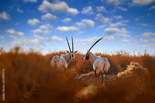 Arabia nature.  Wildlife Jordan, Arabian oryx or white oryx, antelope with a distinct shoulder bump, . Animal in the nature habitat, Shaumari reserve, Travel Jordan photo