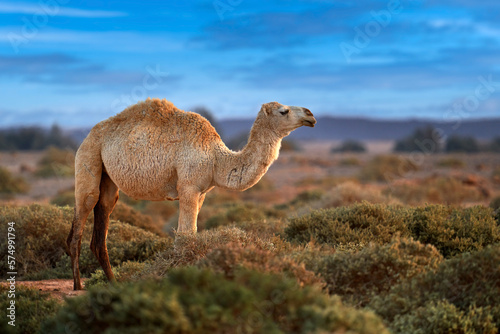 Dromedary or Arabian camel, Camelus dromedarius, even-toed ungulate with one hump on back. Camel in the long golden grass in Shaumary Reserve, Jordan, Arabia. Summer day in wild nature. photo