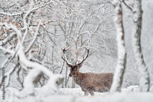 Winter nature. Red deer, Cervus elaphus, big animal in the wildlife forest habitat. Deer in the oak trees mountain, Studen Kladenec, Eastern Rhodopes, Bulgaria in Europe. photo
