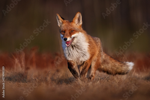 Wildlife - fox run on orange autumn gress meadow. Cute red Fox  Vulpes vulpes in fall forest. Beautiful animal in nature habitat. Wildlife scene from the wild Poland  Europe. Cute animal in habitat