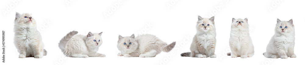 Cute kitten cat playing collection, set isolated on transparent white background - obrazy, fototapety, plakaty 